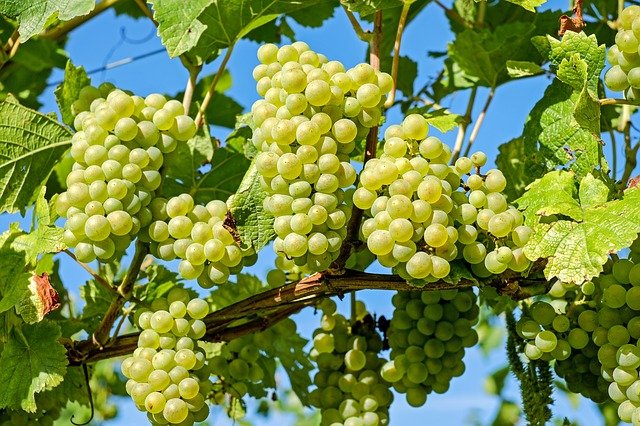 Green vineyard grapes for wine making juice