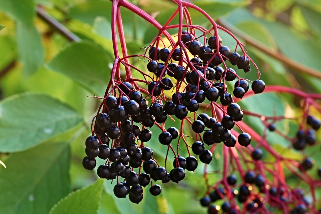 Elderberries for Winemaking