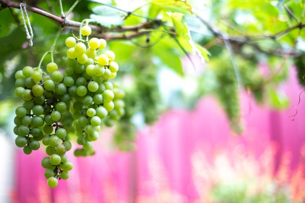 Grapes for Winemaking